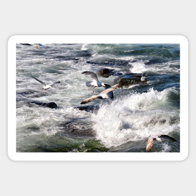 Seagulls flying over the crashing waves, Seahouses, Northumberland, UK Sticker by richflintphoto